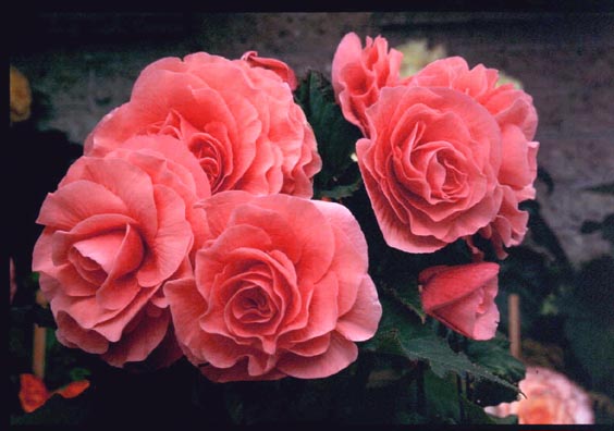 B. ‘Jean Paddon-Smith’